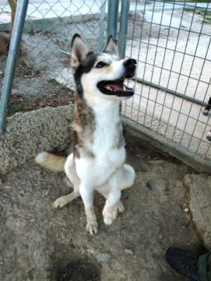 Simba – Darf ich noch auf meine Familie hoffen??