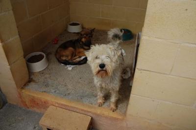 Sylver – Kleiner, freundlicher Geselle auf dem Sprung in sein Glück!