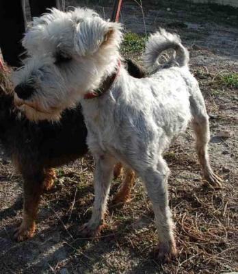 Sylver – Kleiner, freundlicher Geselle auf dem Sprung in sein Glück!