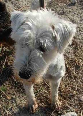 Sylver – Kleiner, freundlicher Geselle auf dem Sprung in sein Glück!