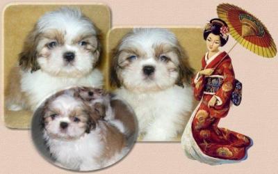 Shih Tzu Welpen vom dt. seriösen Züchter