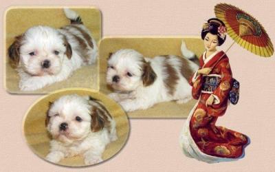 Shih Tzu Welpen vom dt. seriösen Züchter
