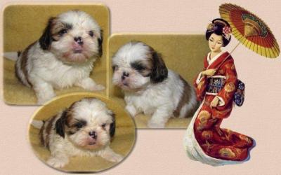 Shih Tzu Welpen vom dt. seriösen Züchter