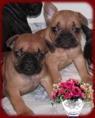 Französische Bulldoggen aus dt. Zucht