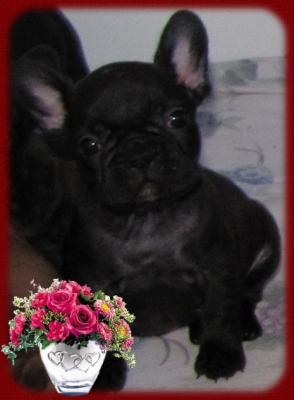 Französische Bulldoggen aus dt. Zucht