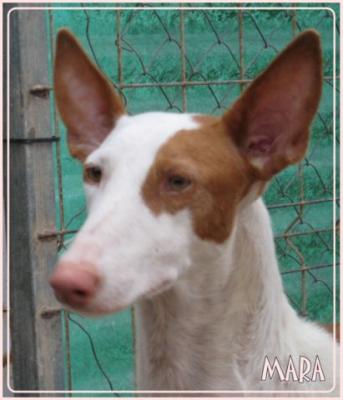 Mara – Be- und verzaubernde Grazie auf dem Weg Richtung Couch!