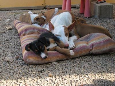 Mara – Be- und verzaubernde Grazie auf dem Weg Richtung Couch!