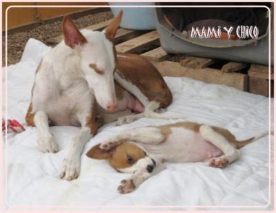 Mara – Be- und verzaubernde Grazie auf dem Weg Richtung Couch!