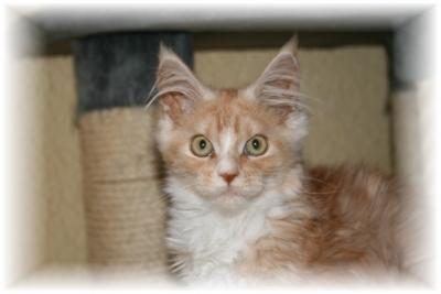 süße, typvolle Maine Coon Kitten