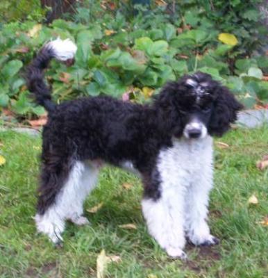 reinrassige Zwergpudel mit Papieren