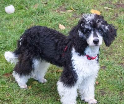 reinrassige Zwergpudel mit Papieren