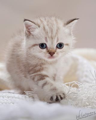 Zauberhafte Britenkinder suchen...  