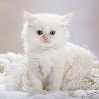 Zauberhafte Britenkinder suchen...  