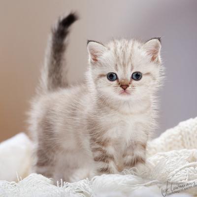 Zauberhafte Britenkinder suchen...  