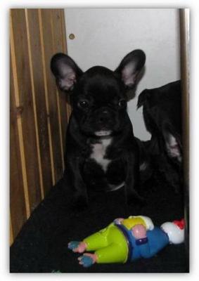 Französische Bulldoggen Babys dürfen ausziehen