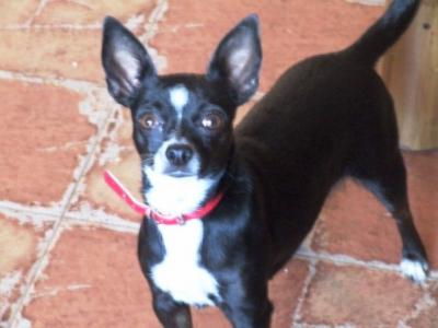 Naka – 3,5 Kilo Liebe und Verspieltheit schauen Richtung Couch!