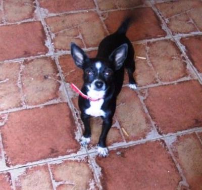 Naka – 3,5 Kilo Liebe und Verspieltheit schauen Richtung Couch!