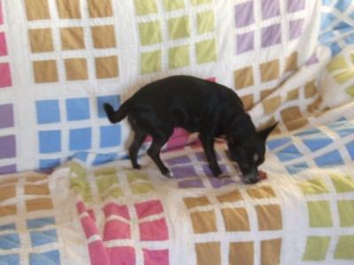 Naka – 3,5 Kilo Liebe und Verspieltheit schauen Richtung Couch!