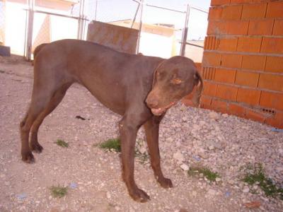 Zeta – Vertrauen, Treue und Liebe im schokobraunen Outfit!