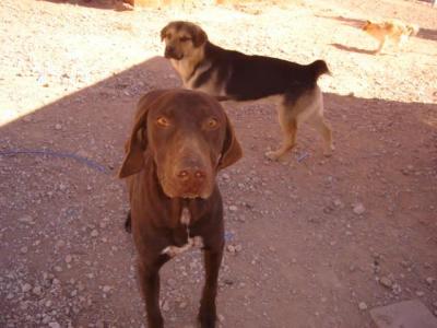 Zeta – Vertrauen, Treue und Liebe im schokobraunen Outfit!