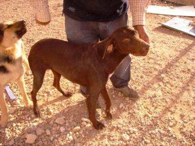 Zeta – Vertrauen, Treue und Liebe im schokobraunen Outfit!