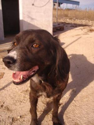 Sita – Wo darf diese dankbare, seidenweiche Senora endlich ankommen?!