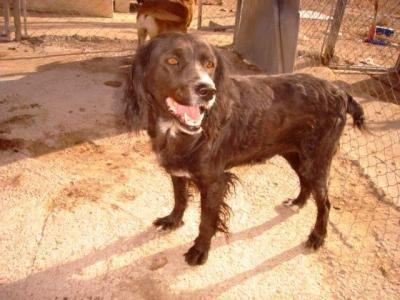 Sita – Wo darf diese dankbare, seidenweiche Senora endlich ankommen?!