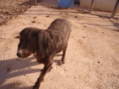 Sita – Wo darf diese dankbare, seidenweiche Senora endlich ankommen?!