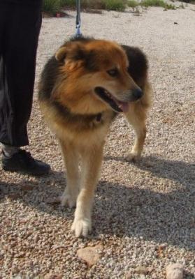 Zorrito – Einmalig treuer Kamerad auch für die Hundeanfänger Familie!