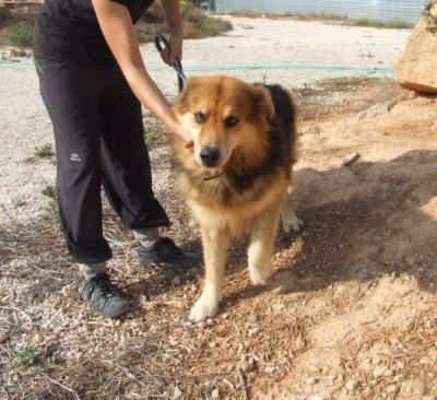 Zorrito – Einmalig treuer Kamerad auch für die Hundeanfänger Familie!