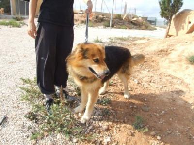 Zorrito – Einmalig treuer Kamerad auch für die Hundeanfänger Familie!