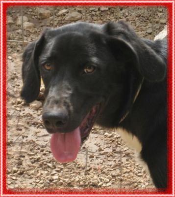 Sam – Traumhafter, fröhlicher „Man in Black“!