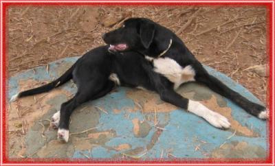 Sam – Traumhafter, fröhlicher „Man in Black“!