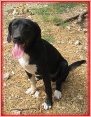 Sam – Traumhafter, fröhlicher „Man in Black“!