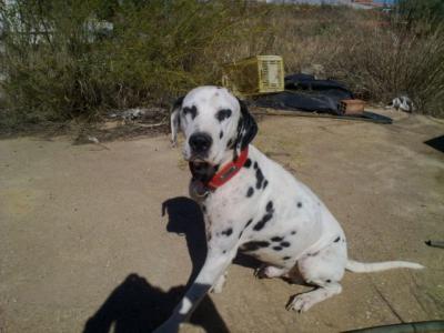 Jacky – 101 Dalmatiner oder doch nur Sunnyboy Jacky???!!!