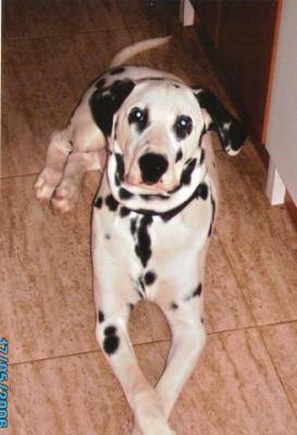 Jacky – 101 Dalmatiner oder doch nur Sunnyboy Jacky???!!!