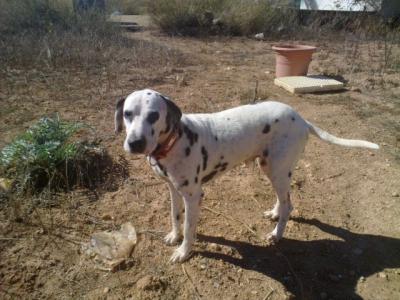 Jacky – 101 Dalmatiner oder doch nur Sunnyboy Jacky???!!!