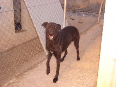 Julen – Sanfter, schwarzer Diamant sucht liebevolle Couchecke!