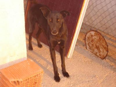 Julen – Sanfter, schwarzer Diamant sucht liebevolle Couchecke!