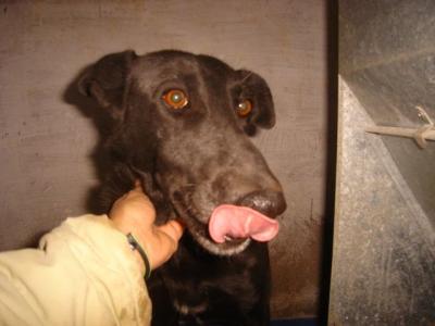 Julen – Sanfter, schwarzer Diamant sucht liebevolle Couchecke!