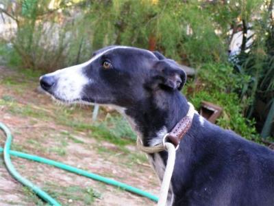 Oli – 100 % auf Couch Kurs!