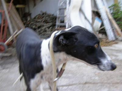 Oli – 100 % auf Couch Kurs!