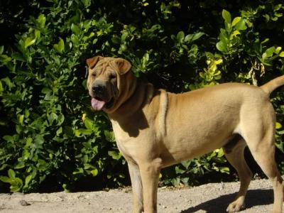 Sharpy – Mit Ruhe und Gemütlichkeit ….. !!!!