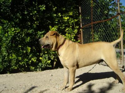 Sharpy – Mit Ruhe und Gemütlichkeit ….. !!!!