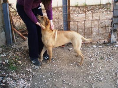 Sharpy – Mit Ruhe und Gemütlichkeit ….. !!!!