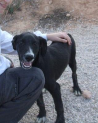 Teo – Hahn im Korb sucht Hundekorb!