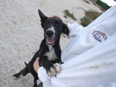 Teo – Hahn im Korb sucht Hundekorb!