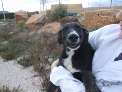 Teo – Hahn im Korb sucht Hundekorb!