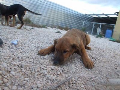 Clavo – Lecker Frätzchen sucht lecker Körbchen!