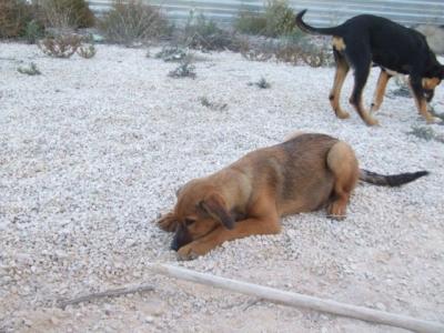 Clavo – Lecker Frätzchen sucht lecker Körbchen!